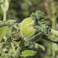 gall Rhodus cyprius